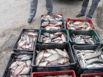 Aproape 3,5 tone de pește, confiscate de polițiști